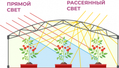 Сотовый поликарбонат 4мм Прозрачный 2,1х6м Sellex Botanica, 0,63кг/м2