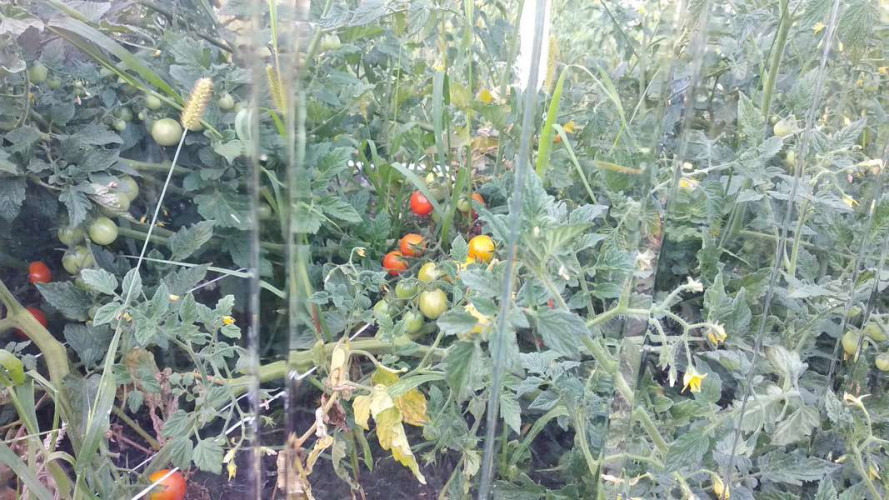 Поликарбонат трапеция С-8 6000х1050х0,8мм (прозрачный) для теплиц Plastilux