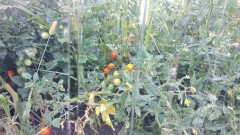 Поликарбонат трапеция С-8 6000х1050х0,8мм (прозрачный) для теплиц Plastilux