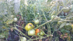 Поликарбонат трапеция С-8 6000х1050х0,8мм (прозрачный) для теплиц Plastilux